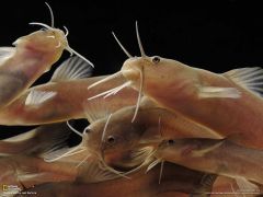 Tapeta National Geographic 409.jpg